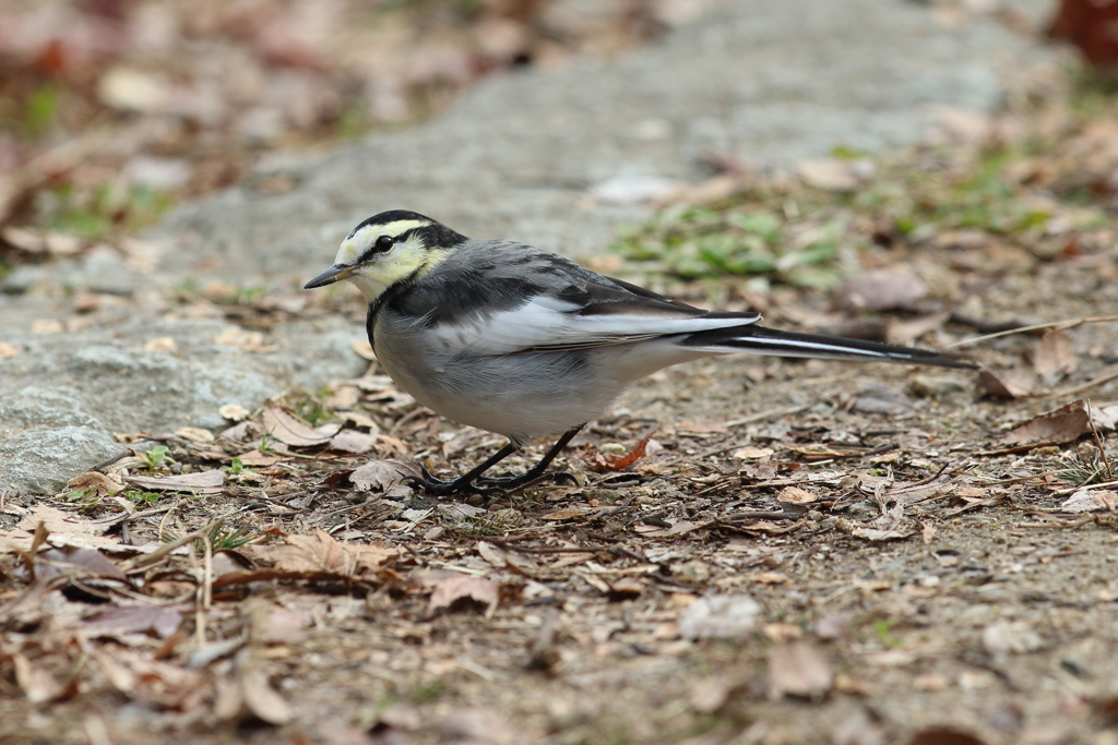 12月12日 明石公園 ３