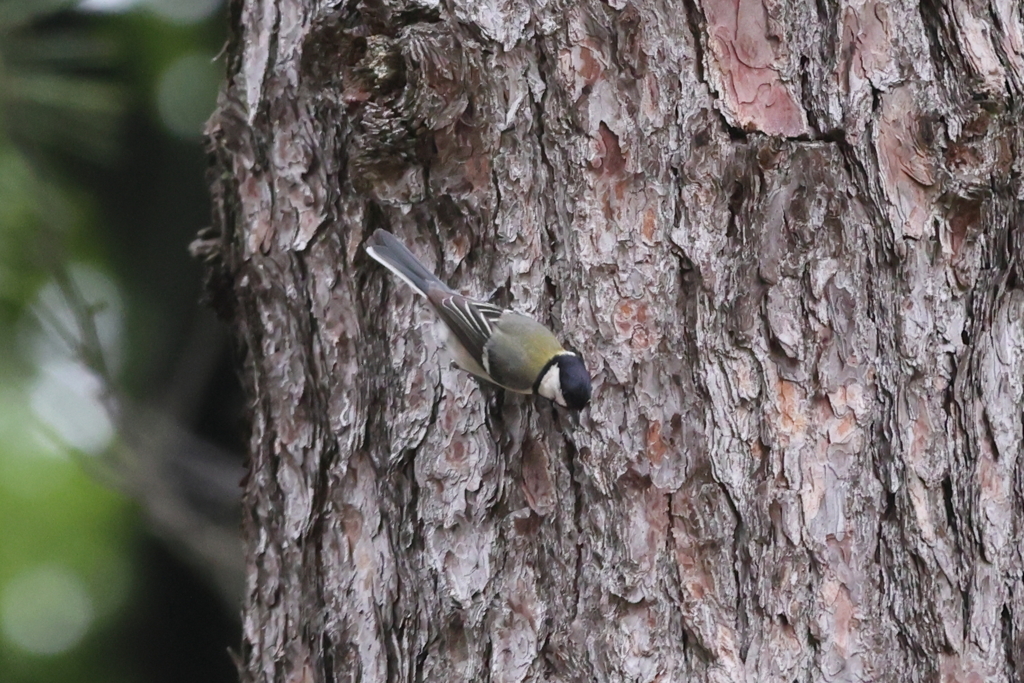 5月16日 夙川河川敷公園 ９