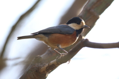 1月10日 明石公園 14