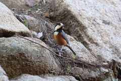 11月28日 明石公園 ４