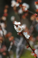 3月5日 岡本公園 21