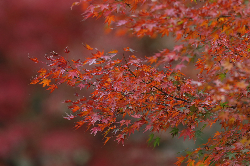 11月25日 明石公園 ７