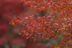 11月25日 明石公園 ７