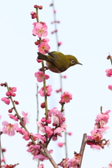 2月20日 須磨離宮公園 19