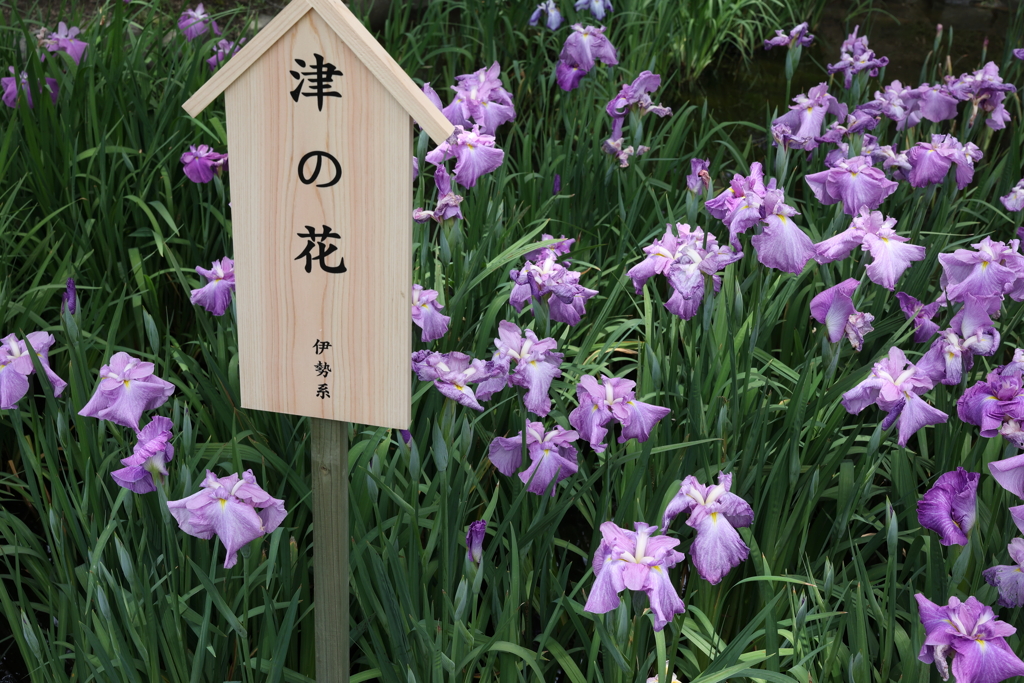 6月6日 須磨離宮公園 42