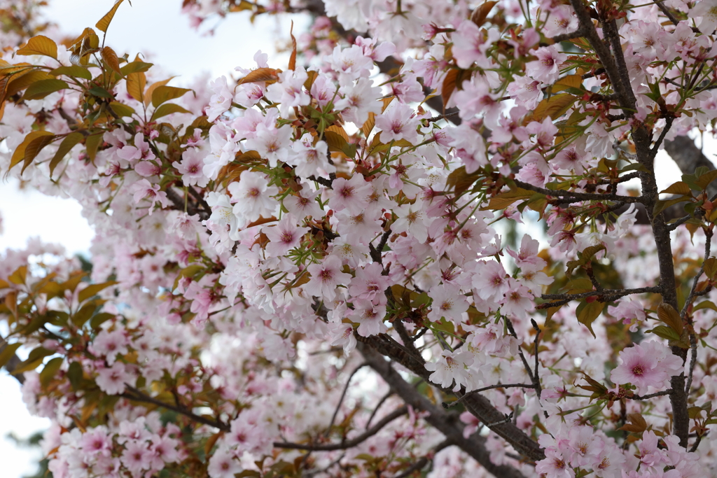 4月2日 夙川 11