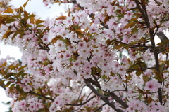 4月2日 夙川 11