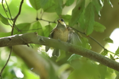 5月21日 明石公園 12