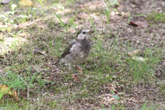 8月7日 夙川河川敷公園 ２