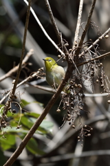 3月5日 岡本公園 34