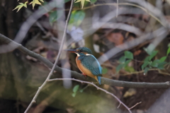 11月26日 明石公園 17