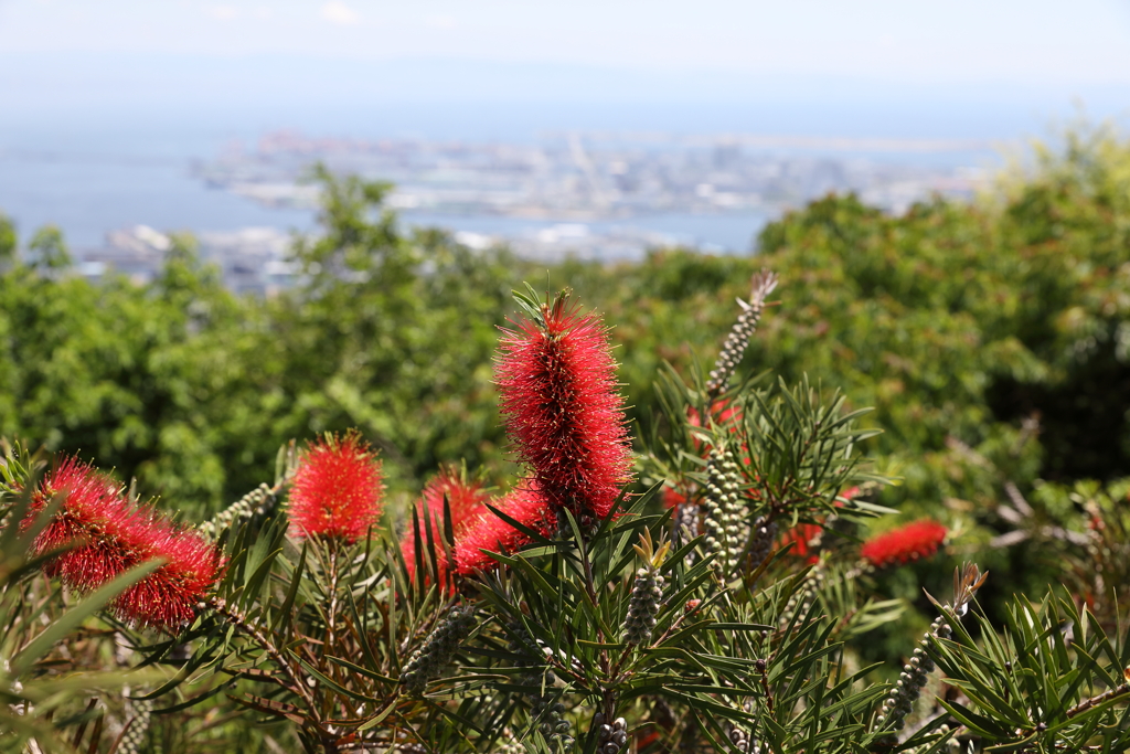 5月28日 布引ハーブ園 51