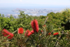 5月28日 布引ハーブ園 51