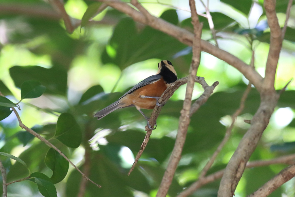 10月16日 明石公園 20