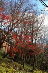 12月15日 布引ハーブ園 20
