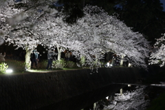 4月2日 夙川河川敷公園 20