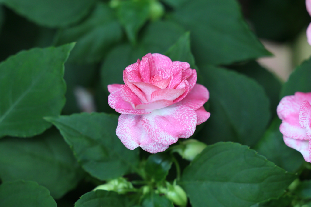 8月12日 布引ハーブ園 28