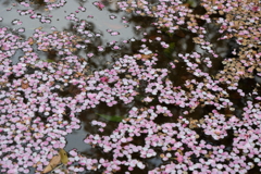 4月3日 岡本南公園 16