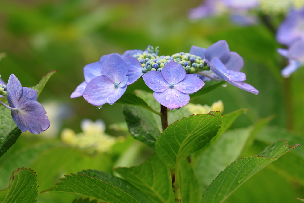 6月11日 夙川河川敷緑地 ５