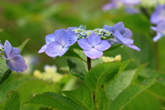 6月11日 夙川河川敷緑地 ５