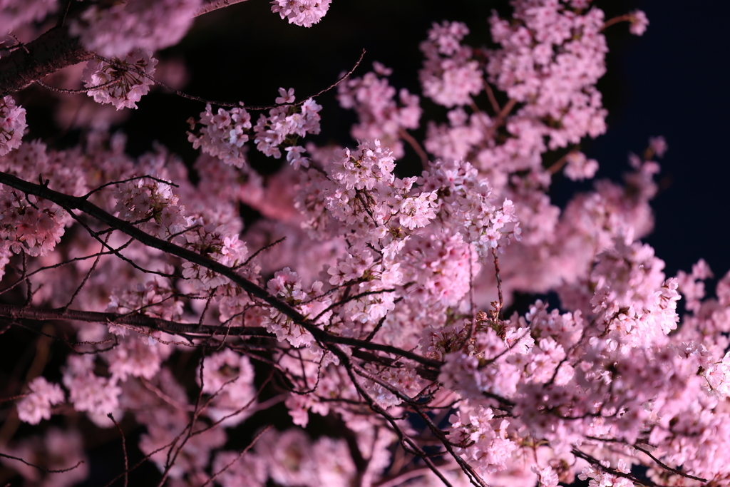 4月2日 夙川河川敷公園 24