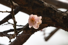 1月28日 明石公園 25