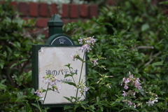 6月13日 布引ハーブ園 22