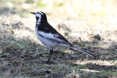 5月23日 明石公園 ２