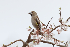 桜とシメ