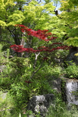 5月23日 相楽園 25
