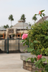 USJ風景 29