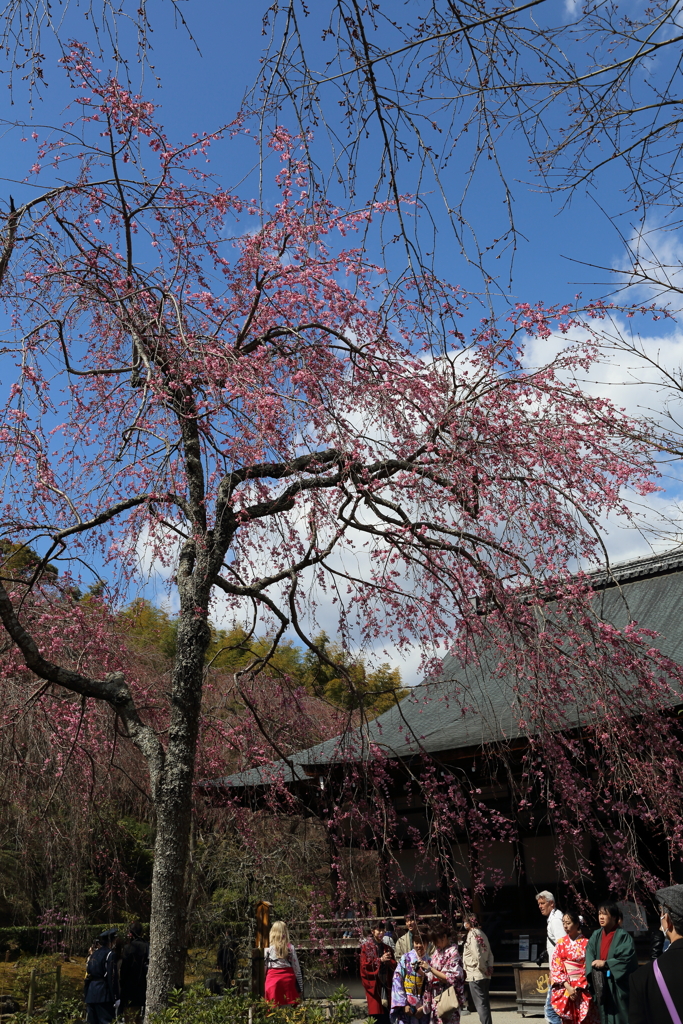 3月20日 京都嵐山 18