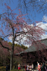 3月20日 京都嵐山 18