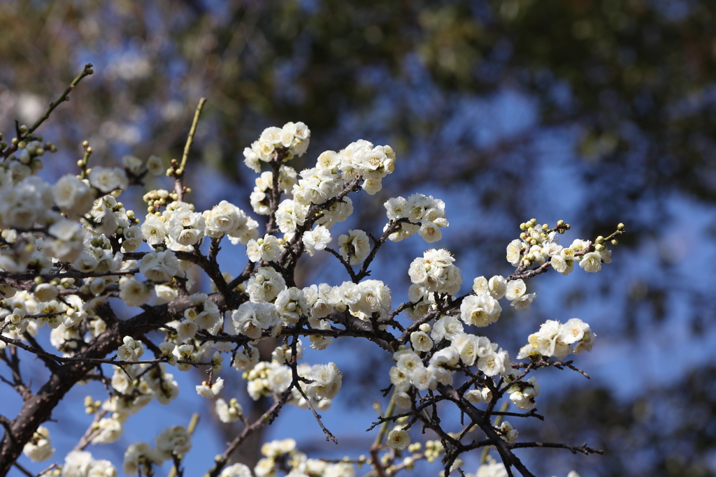 2月13日 岡本梅林公園 ２