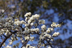 2月13日 岡本梅林公園 ２