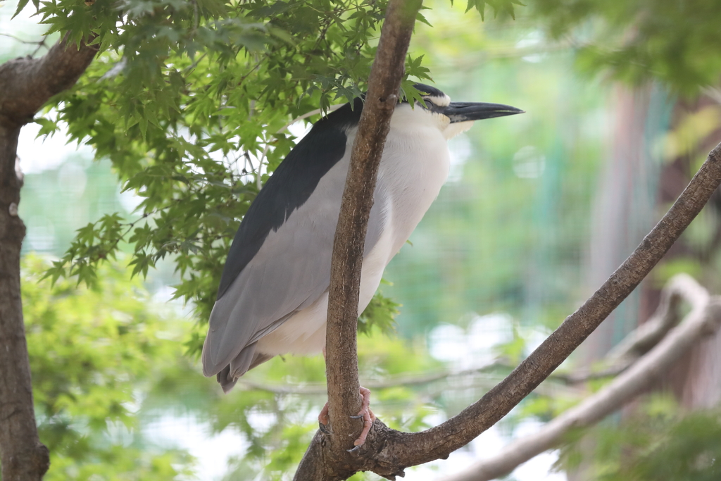 6月16日 王子動物園 42 