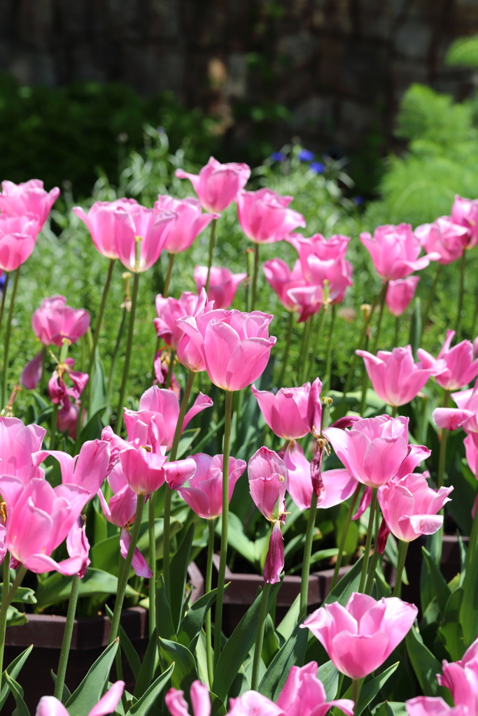 5月5日 布引ハーブ園 17