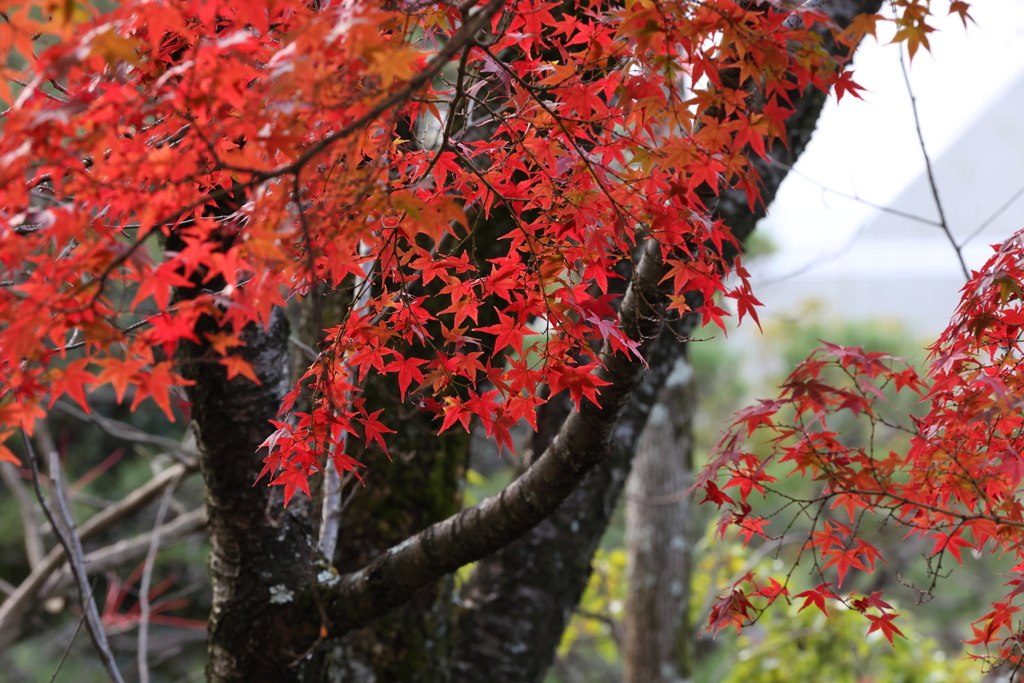 11月28日 相楽園 15