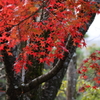 11月28日 相楽園 15
