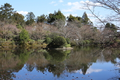3月20日 京都嵐山 50