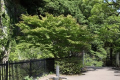 5月28日 布引の滝 ７