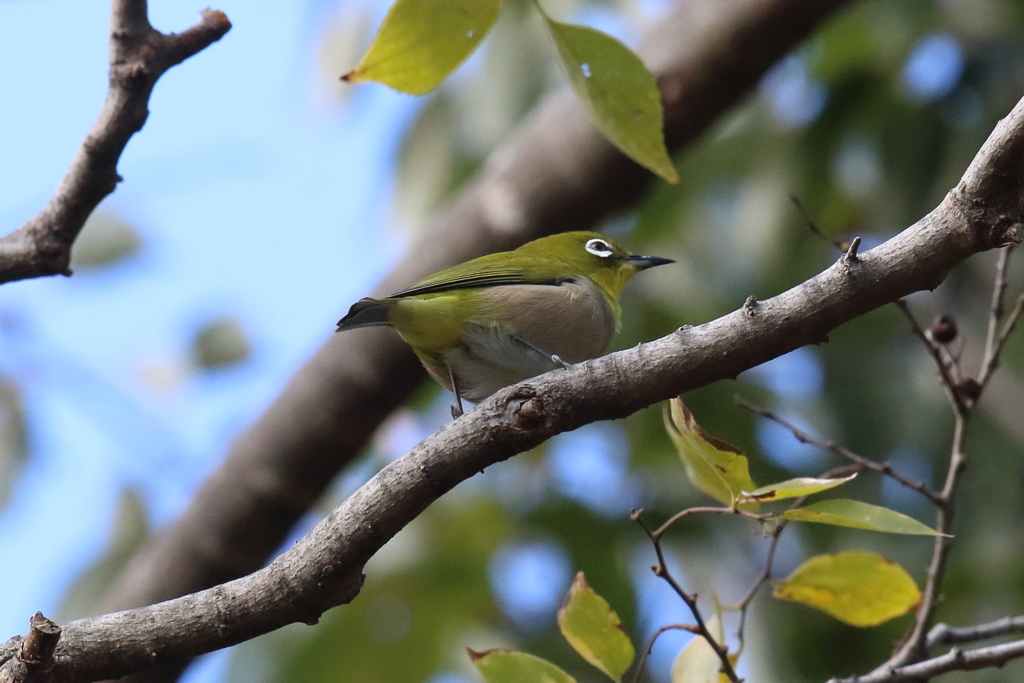 12月18日 明石公園 13