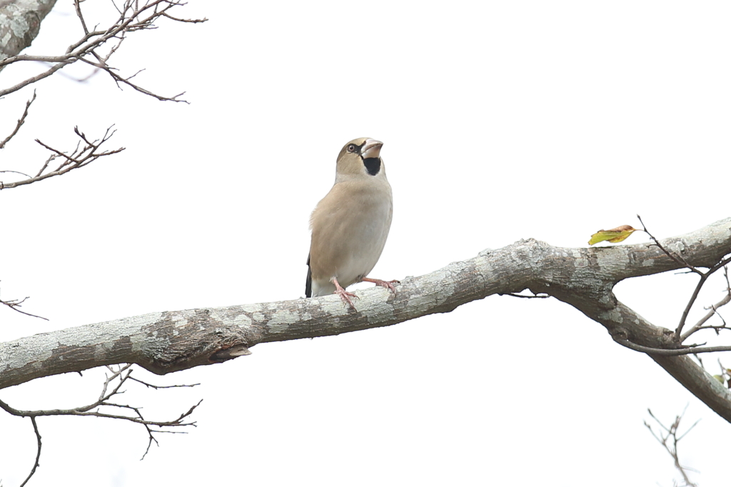 11月17日 明石公園 22