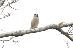 11月17日 明石公園 22