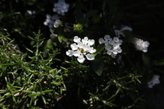 5月14日 長距離散歩 ５