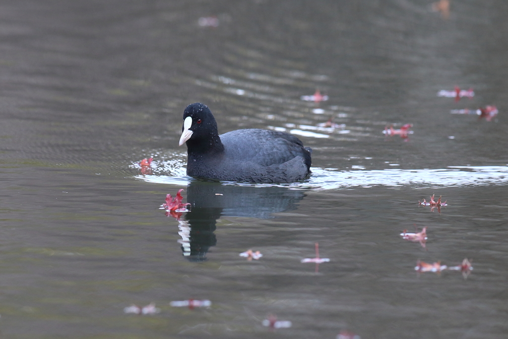 12月12日 明石公園 20
