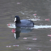 12月12日 明石公園 20