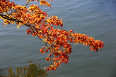 11月24日 相楽園 29