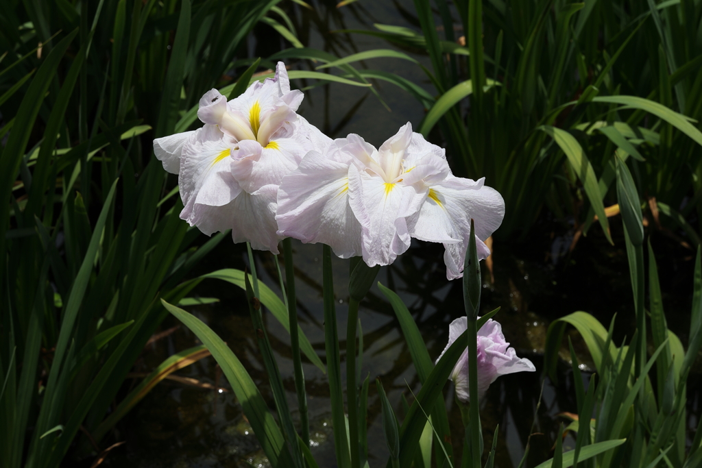6月6日 須磨離宮公園 31