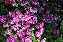 5月28日 布引ハーブ園 47